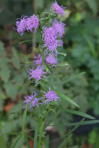 Liatris aspera