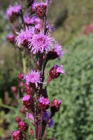 Liatris ligulistylis