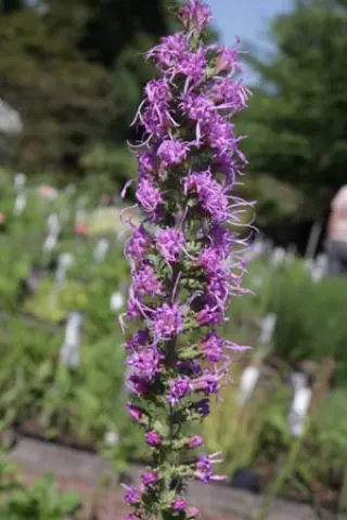 Liatris pycnostachya