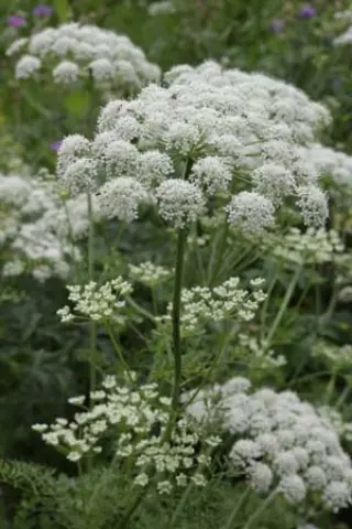Ligusticum lucidum