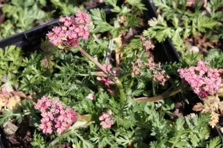 Ligusticum mutellinoides f. roseum