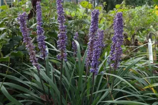 Liriope muscari 'Big Blue'