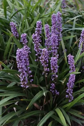 Liriope muscari 'Ingwersen'