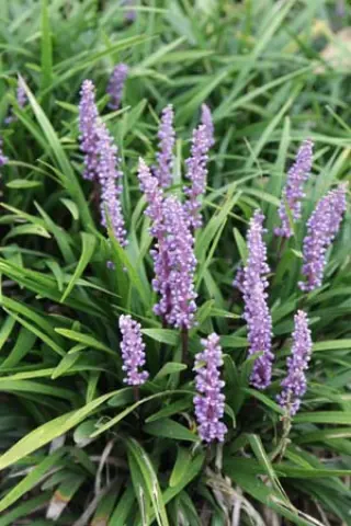 Liriope muscari 'Lilac Wonder'