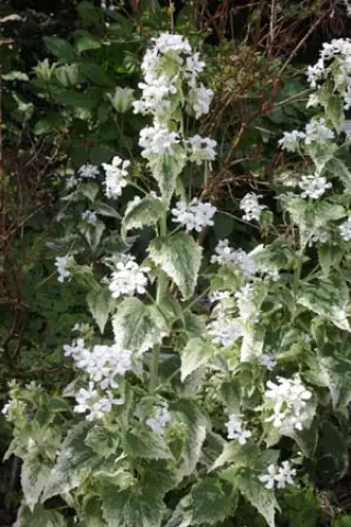 Lunaria annua 'Albiflora Albovar.'