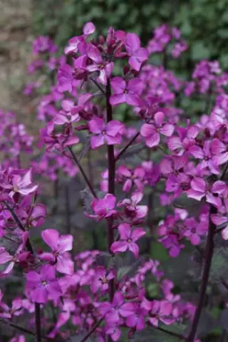Lunaria annua 'Chedglow'