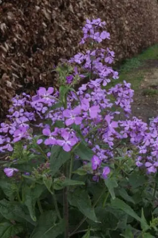 Lunaria annua 'Corfu Blue'