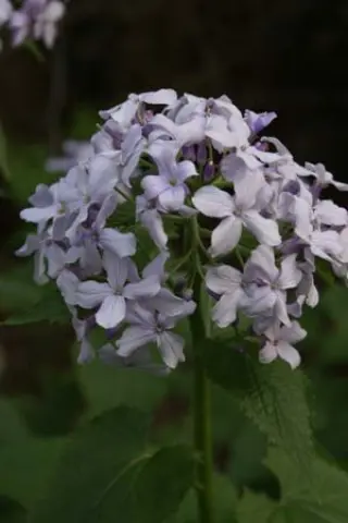 Lunaria rediviva