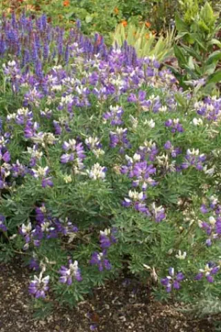 Lupinus rivularis