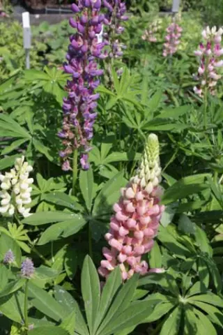 Lupinus 'Woodfield Hybrids'