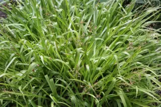 Luzula sylvatica 'Solar Flair'