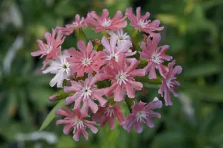 Lychnis chalcedonica 'Carnea'
