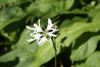 Lychnis flos cuculi 'White Robin'