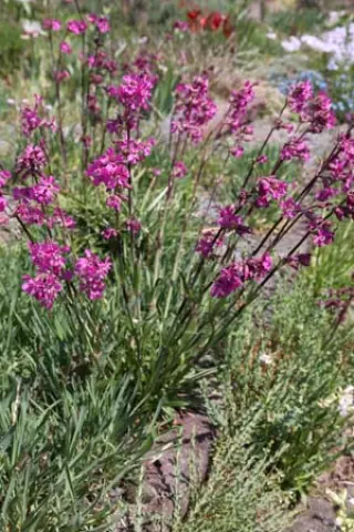 Lychnis viscaria