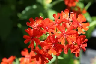 Lychnis wilfordii (Hort.)
