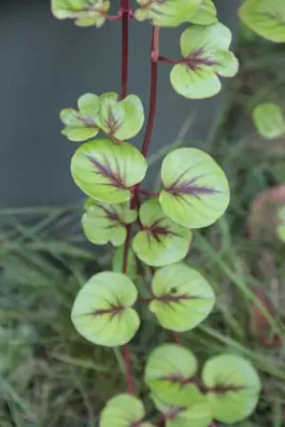 Lysimachia christinae 'Zixin'