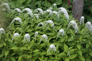 Lysimachia clethroides
