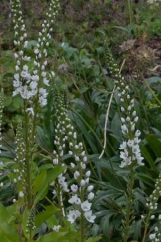 Lysimachia fortunei 'Candela'