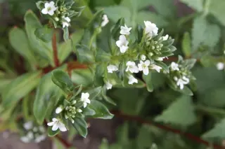 Lysimachia mauritiana