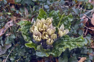 Mandragora officinarum