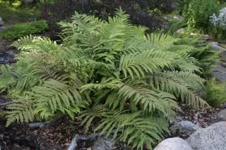 Matteuccia orientalis