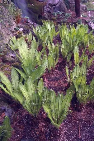Matteuccia struthiopteris