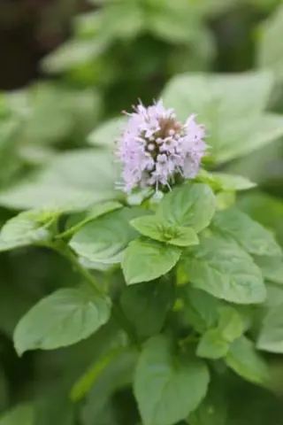 Mentha 'Mentuccia'