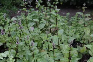 Mentha x piperita 'Agnes'