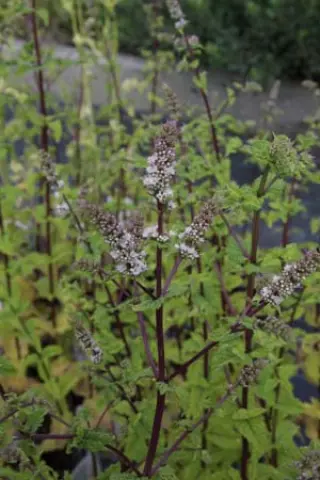 Mentha spicata 'Moroccan'