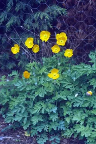 Meconopsis cambrica gemengd