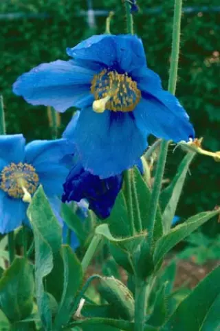 Meconopsis x sheldonii 'Lingholm'