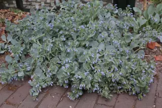 Mertensia maritima (M. asiatica, M. simplicissima)