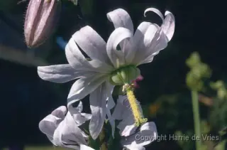 Michauxia campanuloides