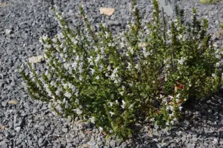 Micromeria
