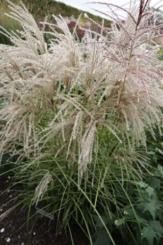 Miscanthus sinensis 'Ala'