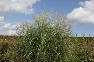 Miscanthus sinensis 'Dronning Ingrid'