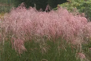 Miscanthus sinensis 'Flamingo'