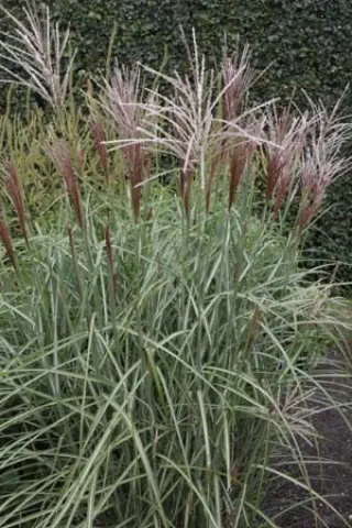 Miscanthus sinensis 'Hinjo'