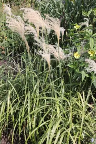 Miscanthus sinensis 'Issa'
