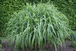 Miscanthus sinensis 'Nishidake'