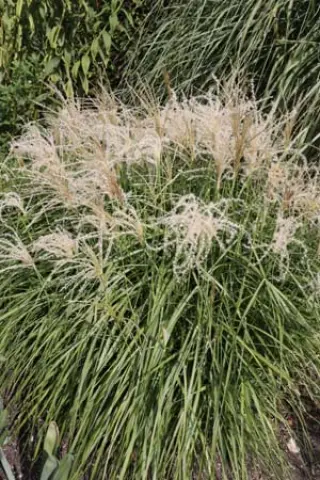 Miscanthus sinensis 'Pagels'
