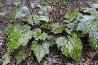 Mitella stylosa makinoi