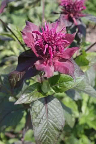 Monarda 'Danish Dark'