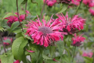Monarda 'Duddiscombe'