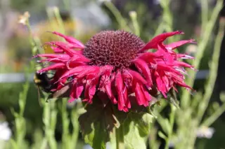 Monarda 'Fireball'