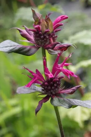 Monarda 'Häuptling'