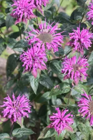 Monarda 'Huckleberry'