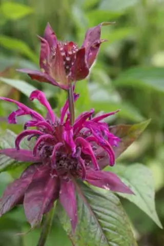 Monarda 'On Parade'