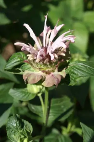 Monarda 'Ou' Charm'