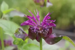Monarda 'Saxon Purple'